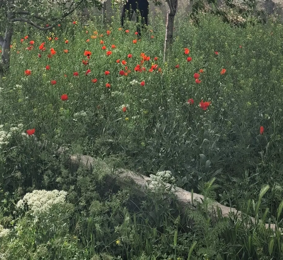 باغ وباغچه
