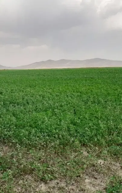 باغ در سیا گونج کوچه باغ دانیال