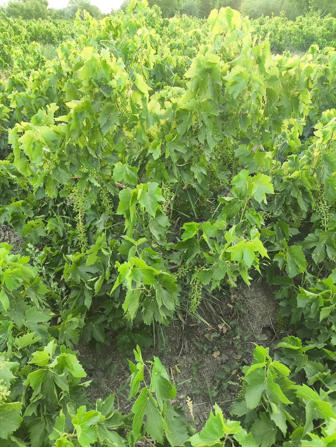 فروش باغ