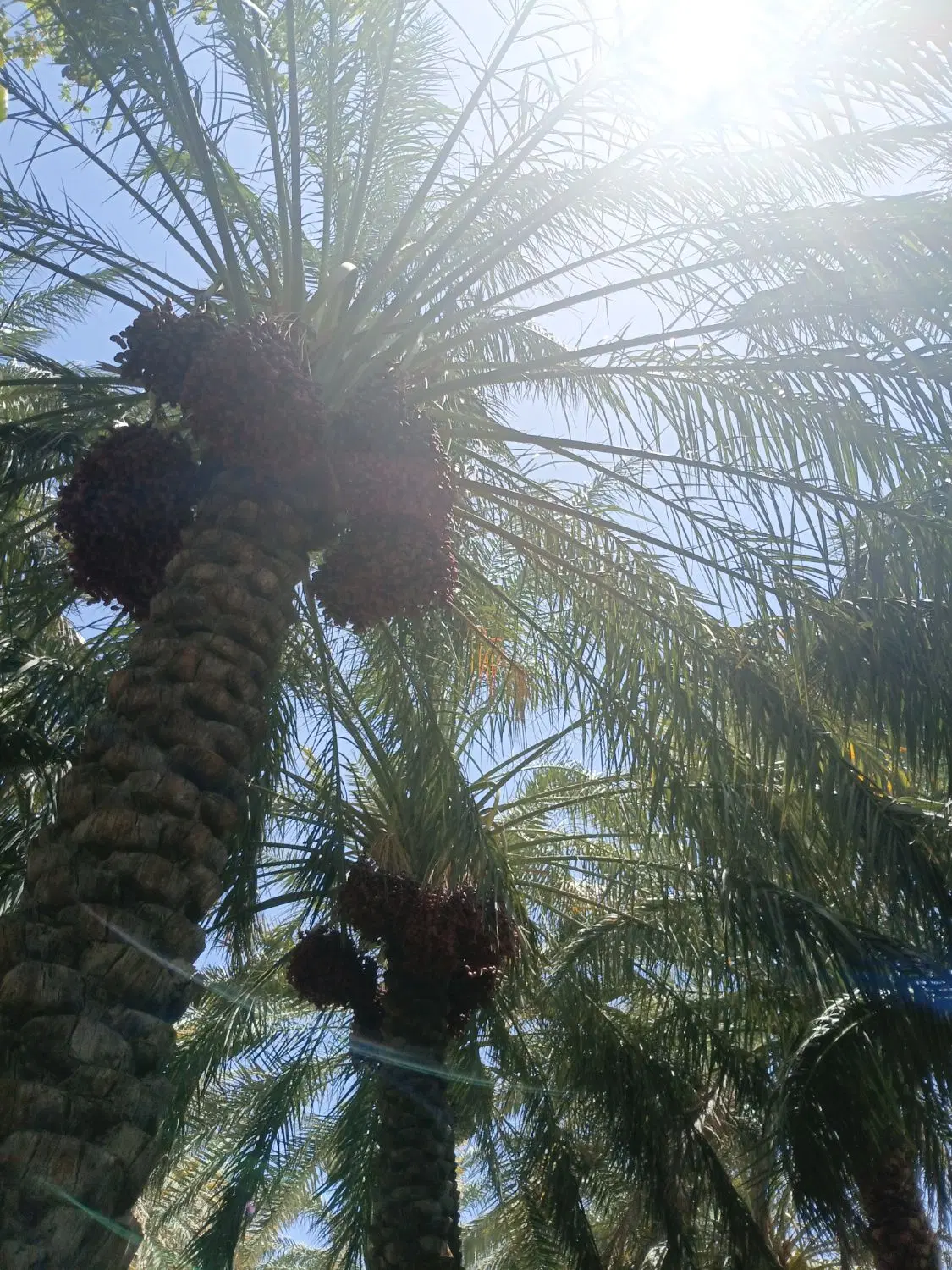 باغ اجاره ای دارستان