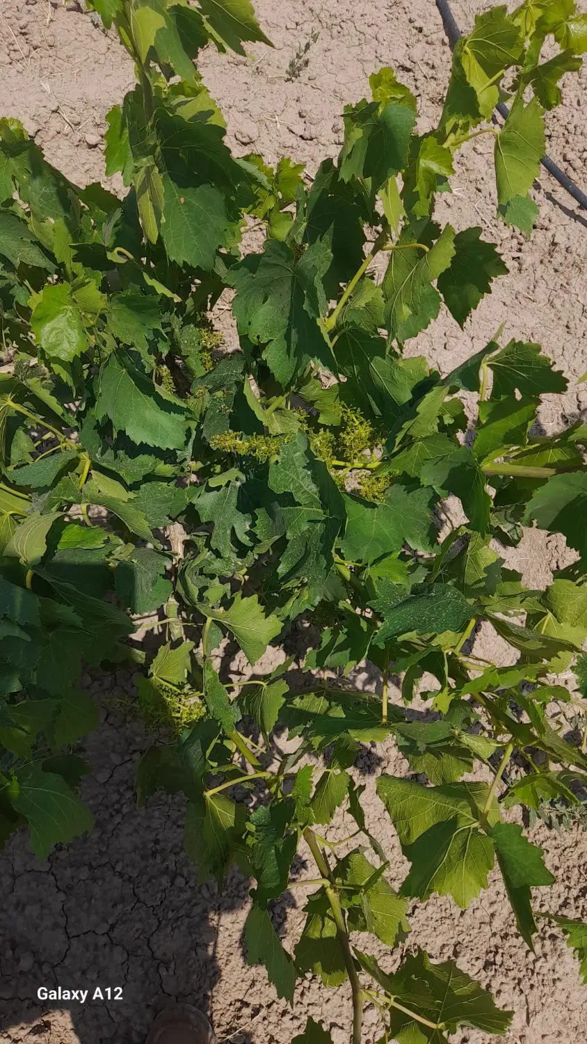 باغ ۵۳۲۰ متر سندار در دشتابی شرقی