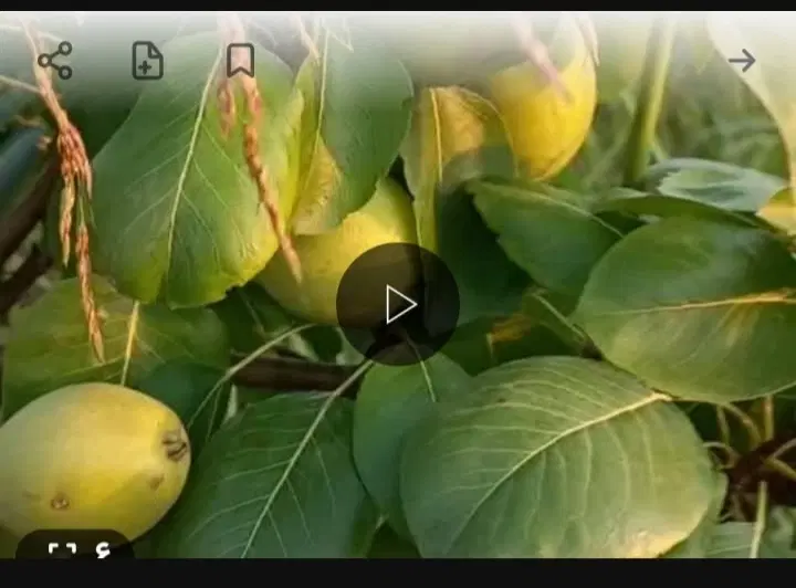 زمین مسکونی با باغچه مرکبات متراژ ۸۳۵ متر