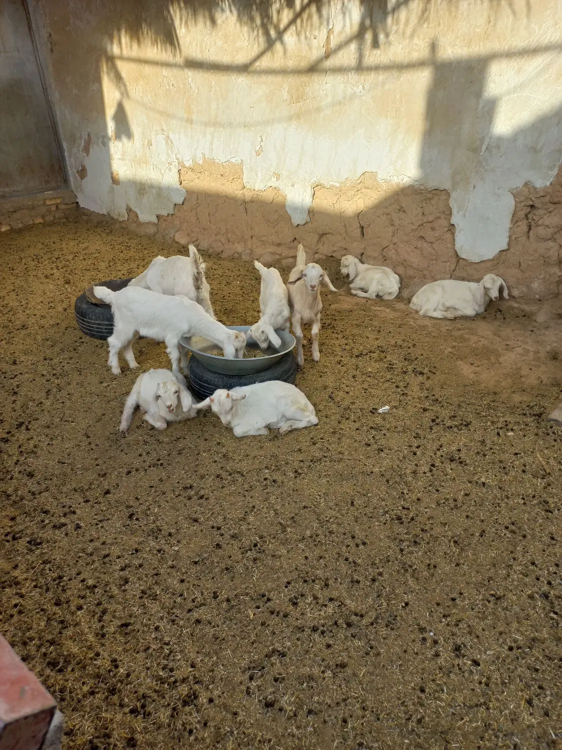 دامداری یا گنبه اطراف اردکان