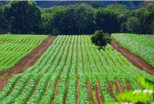 فروش زمین کشاورزی سورشجان