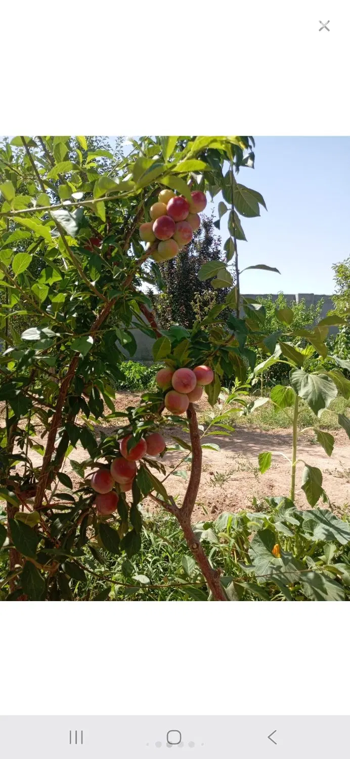 باغ سر سبز و سند ۶ دانگ ۵۰۰ متری مهدی اباد مهریز