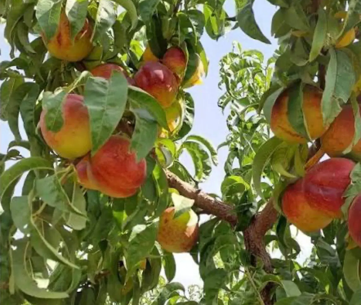 اجاره  باغچه  با درختان الوان