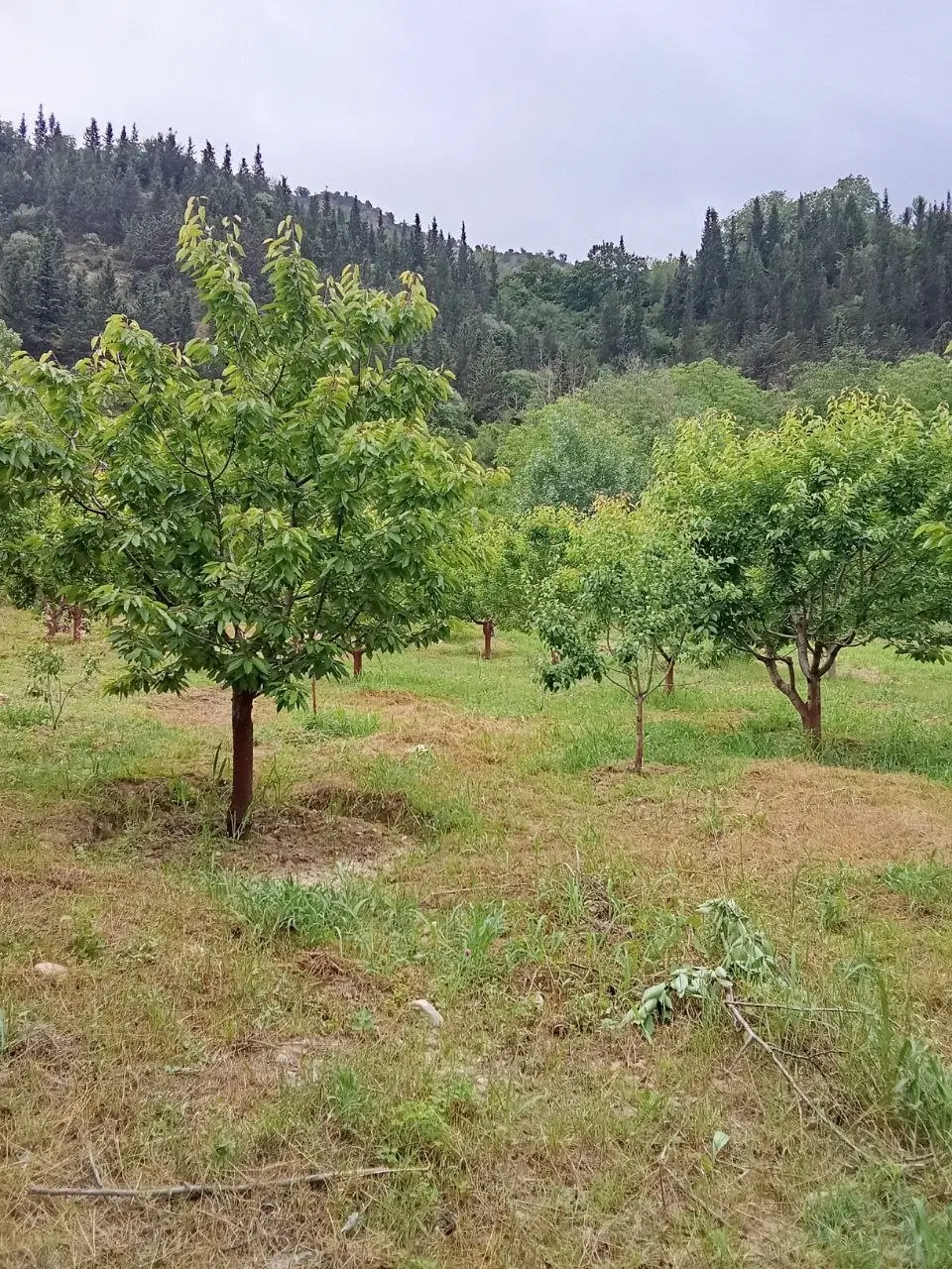 زمین هزار متری در کجور (دشت نظیر)