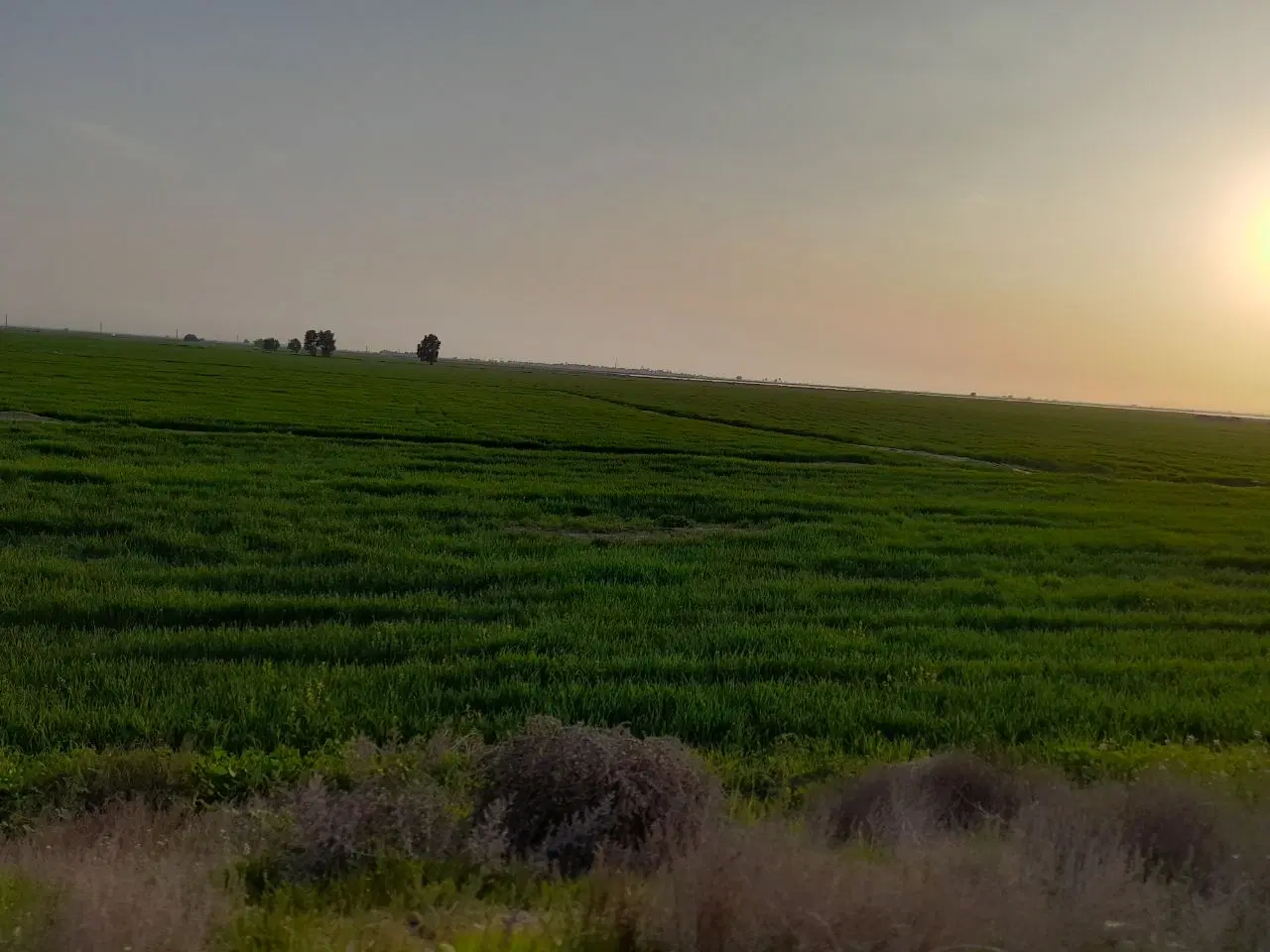 فروش زمین زراعی