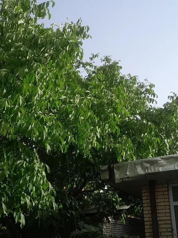 یک باب منزل درهفشجان