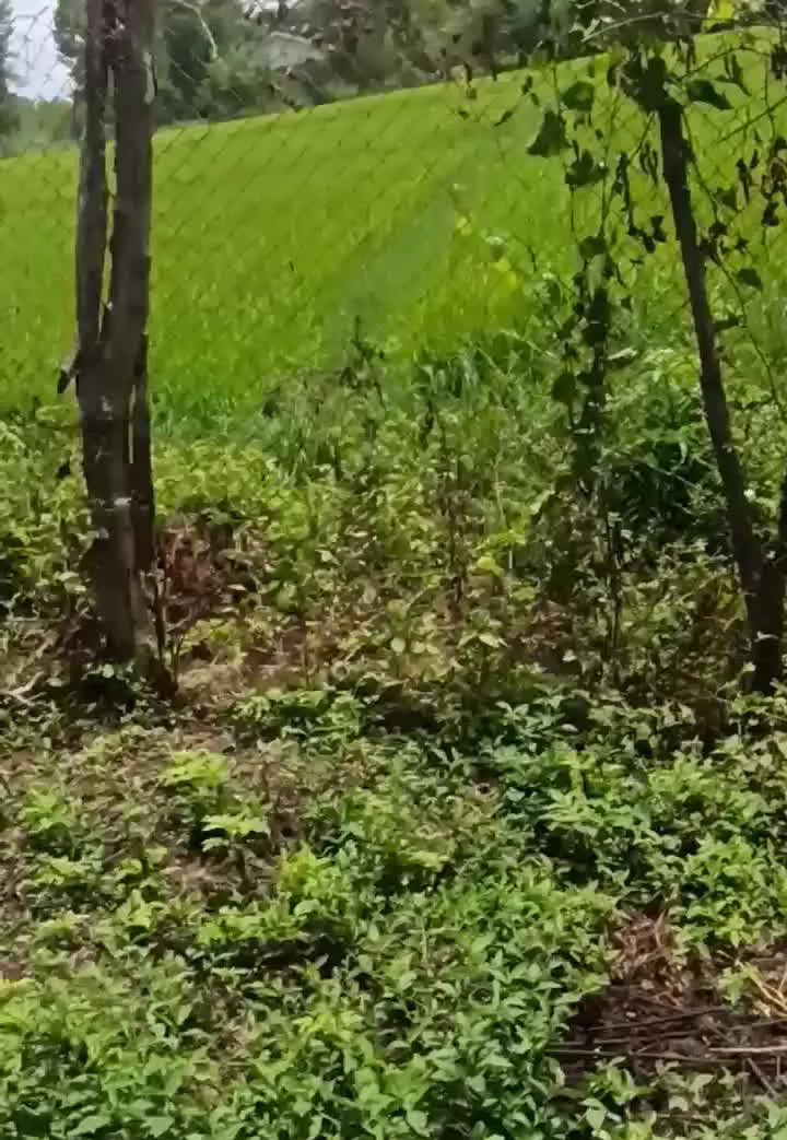 زمین مسکونی در روستای زیبای قاضیان