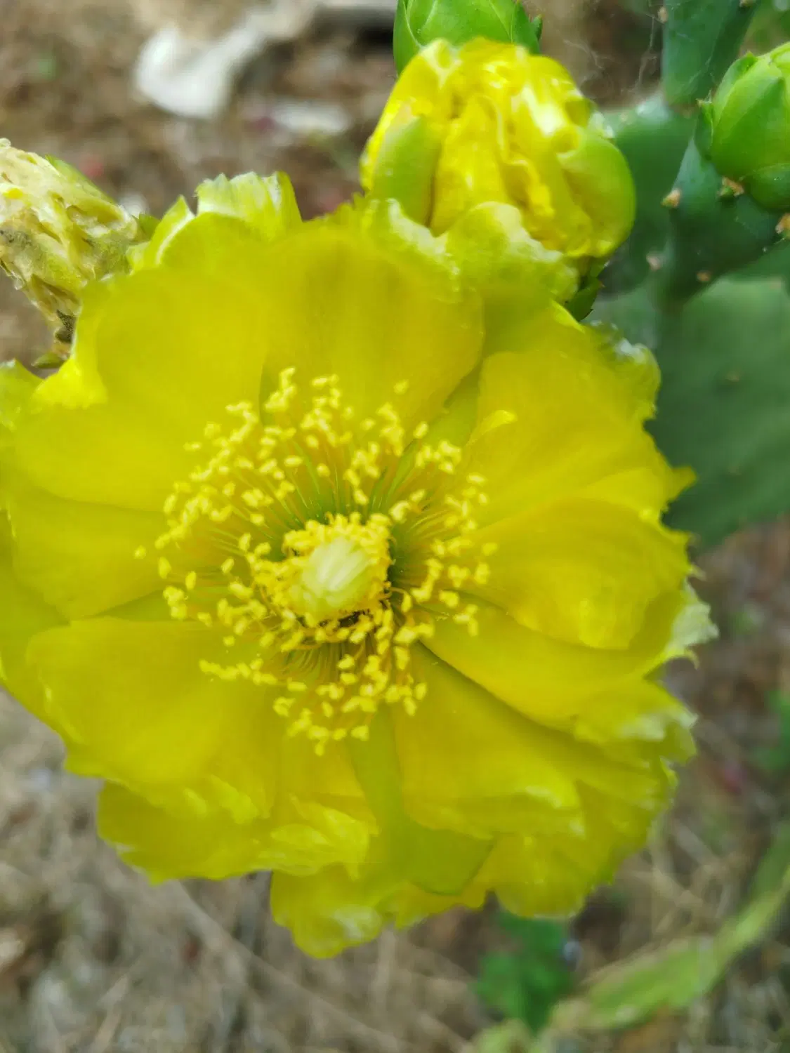 یک قطعه زمین سند تک برگ
