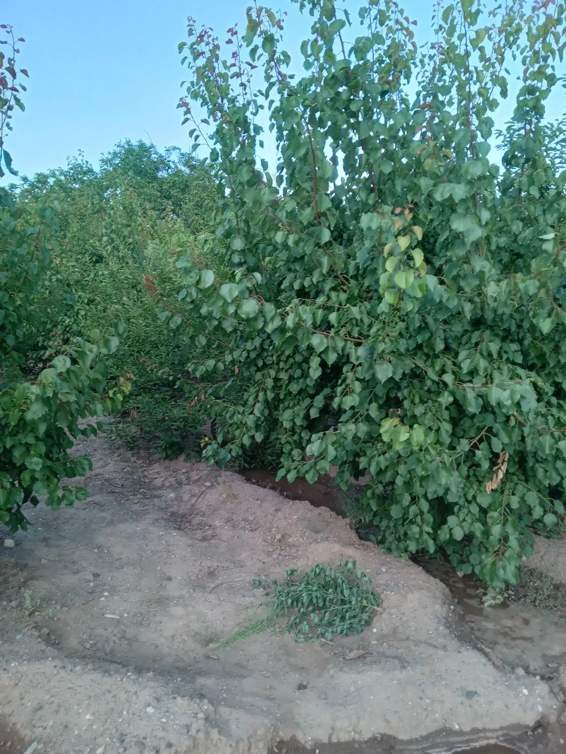 باغ میوه دراراضی اربطان