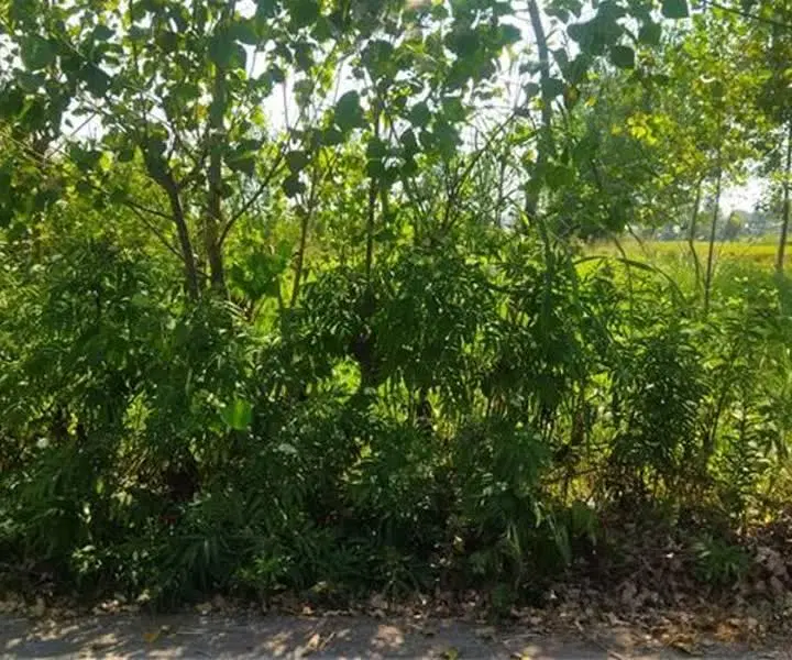زمین شایگان گوار
