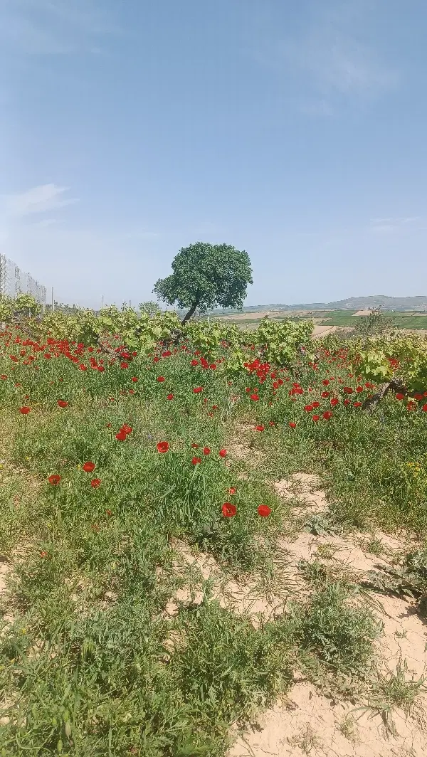 فروش زمین