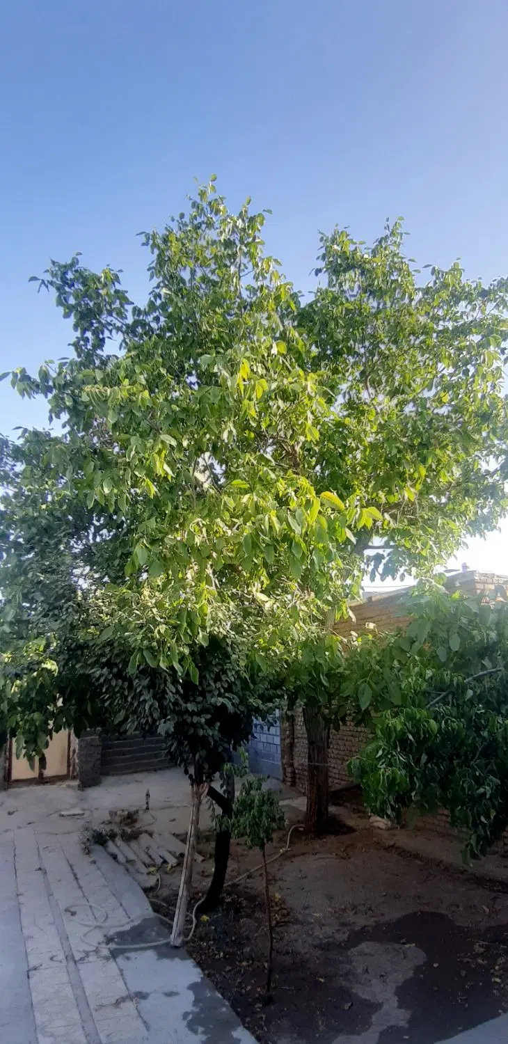 آبسرد ملک کلنگی حیاط دار