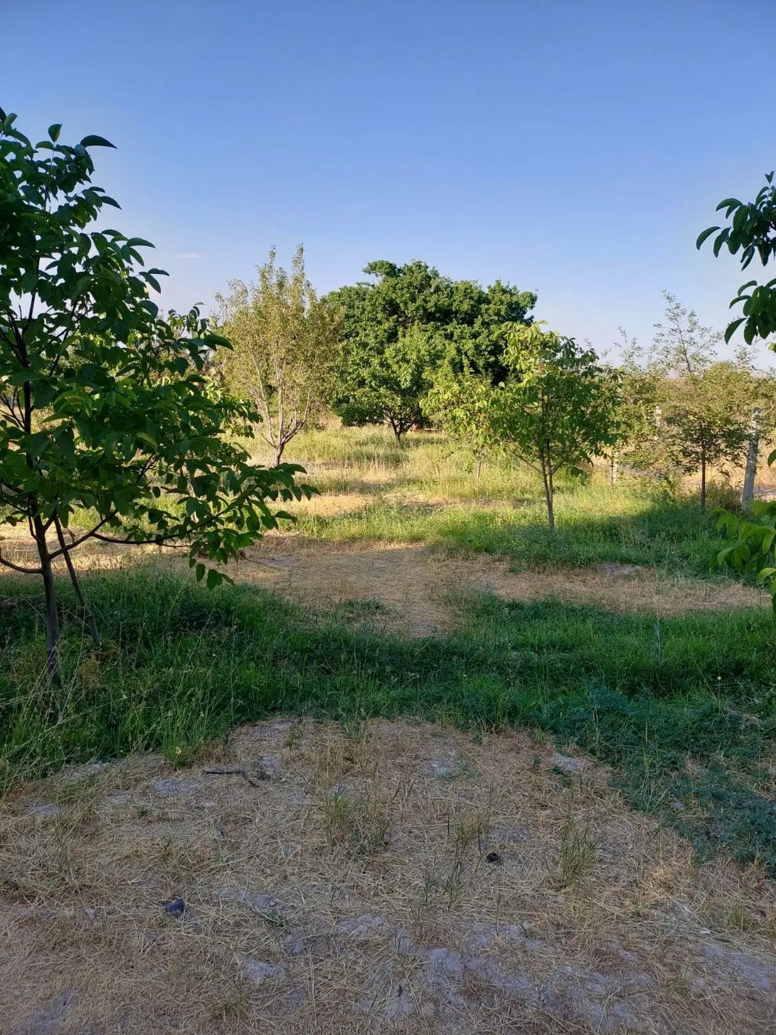 یک باغ در روستای گل 10من