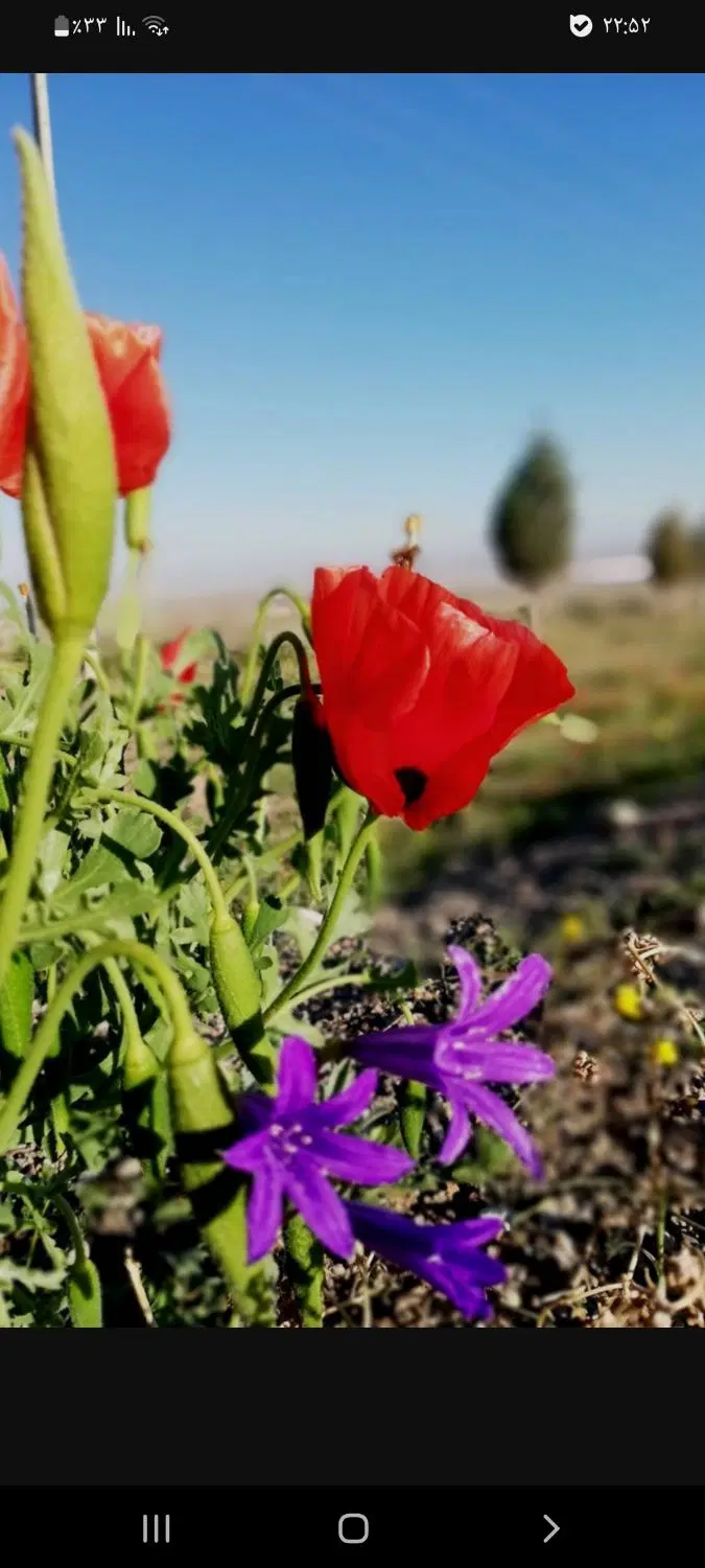 اجاره باغ یا زمین حصار دار در اقدسیه چهارباغ