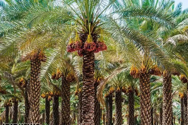 اجاره دادن باغ خرما با ماشین
