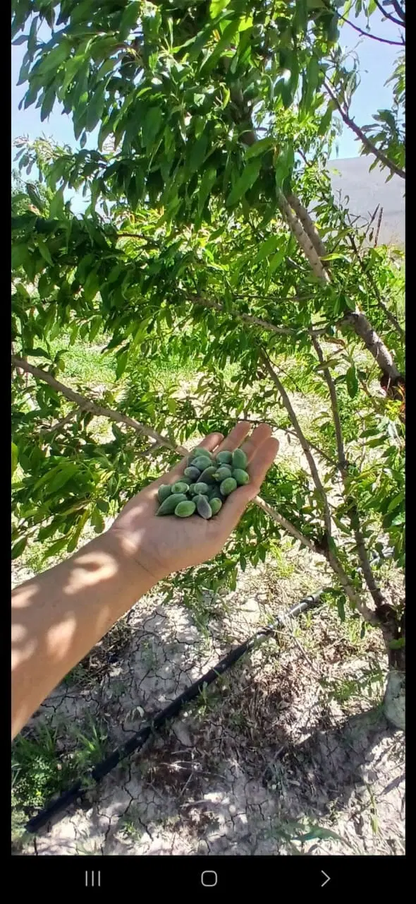 فروش باغ احمد آباد کته