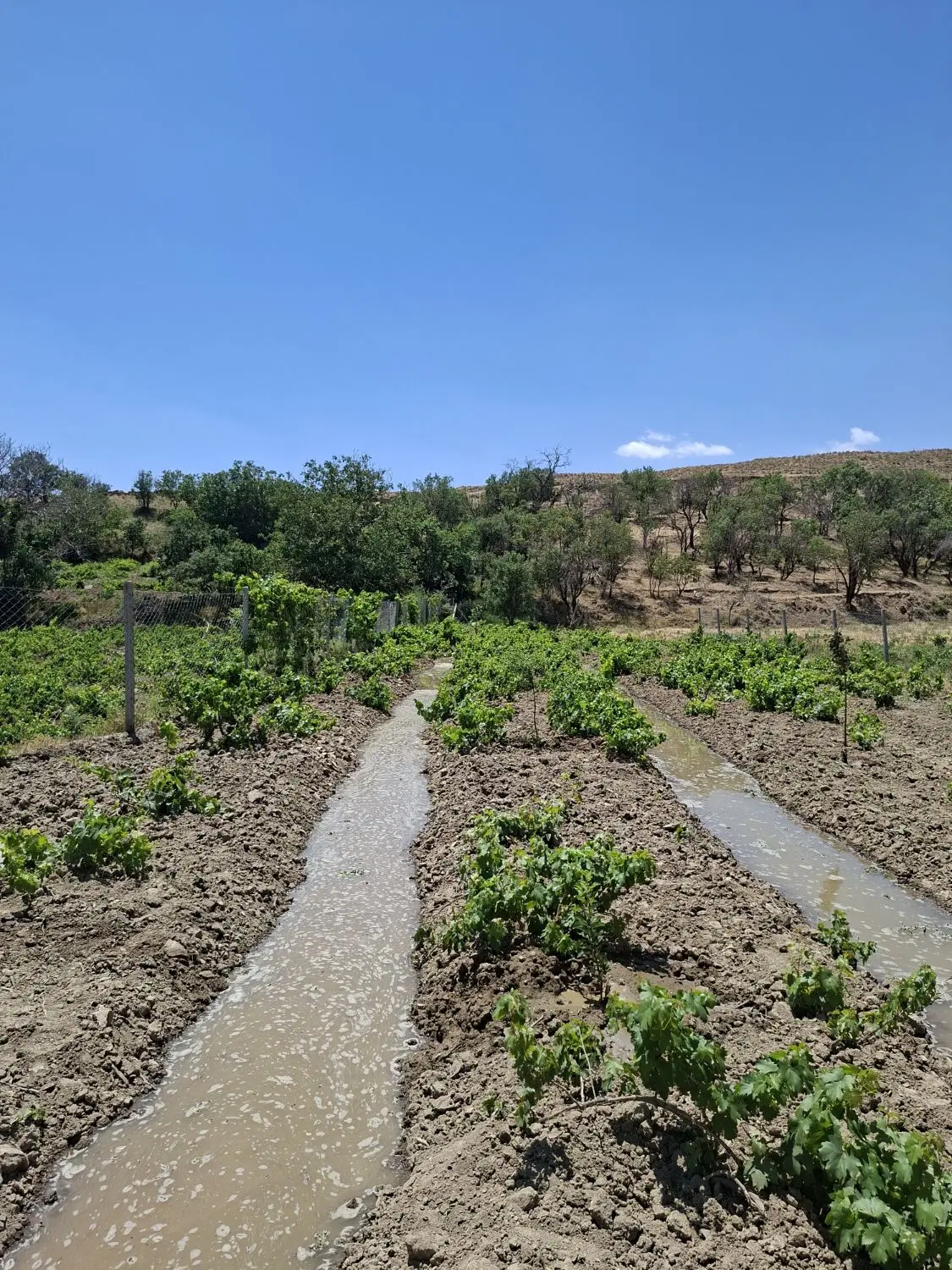 باغ انگور