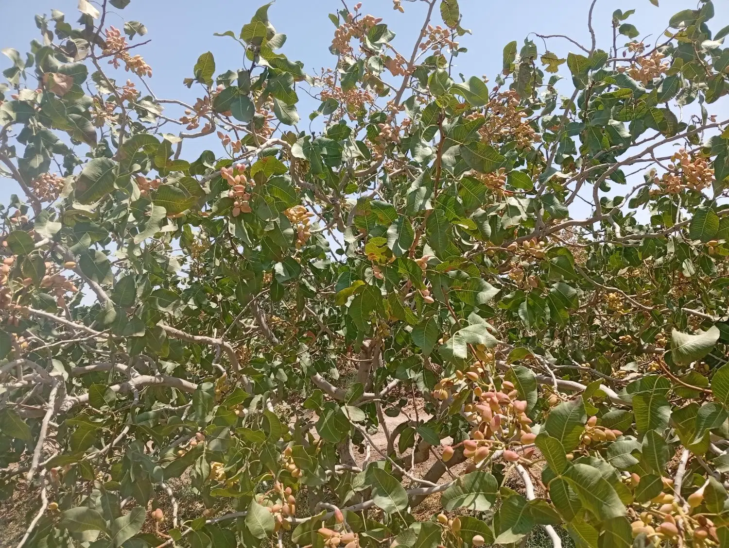 یک هکتار باغ پسته با ۲ساعت آب خانه و استخر