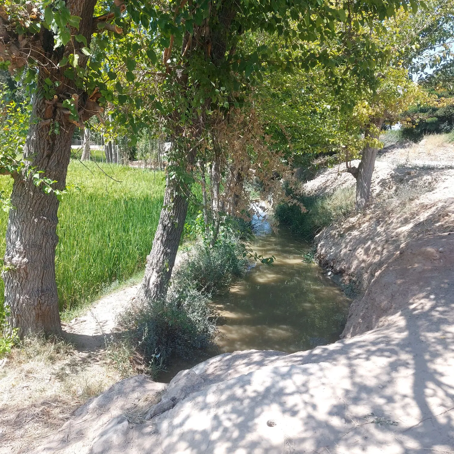 زمین کشاورزی لب جاده