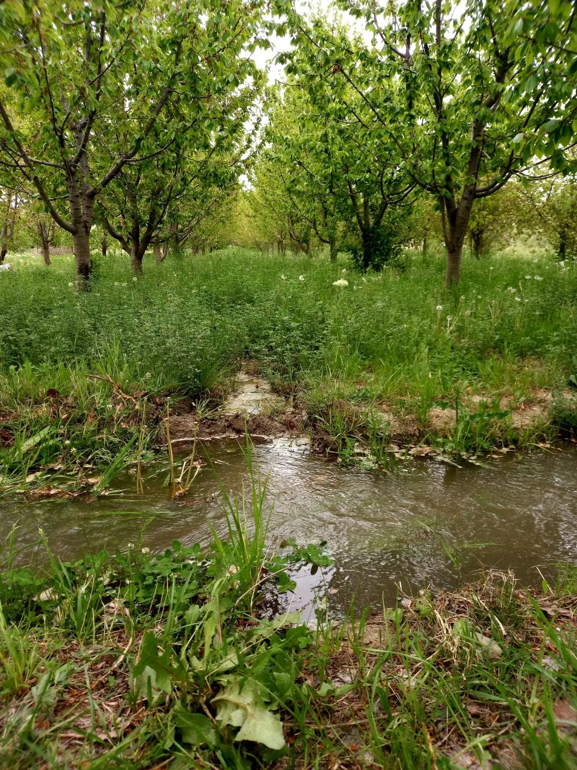 باغ فروشی روستای آبقد در گلبهار