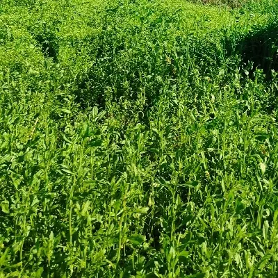 زمین کشاورزی