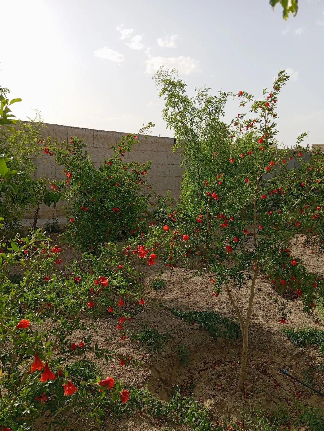 خونه باغ 1300 متری قدیمی