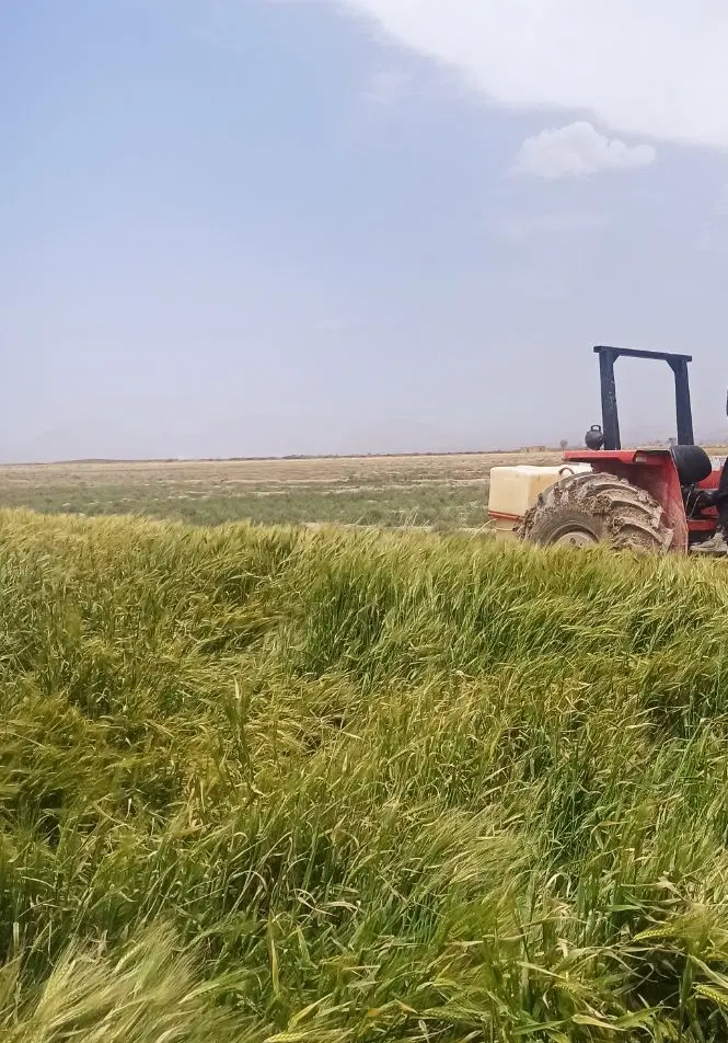 اجاره کشت بهاره زمین و چاه کشاورزی