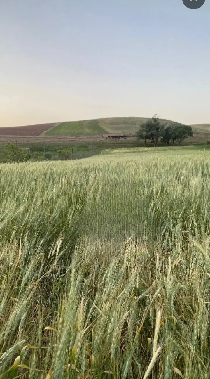 زمین کشاورزی و باغ و ویلایی