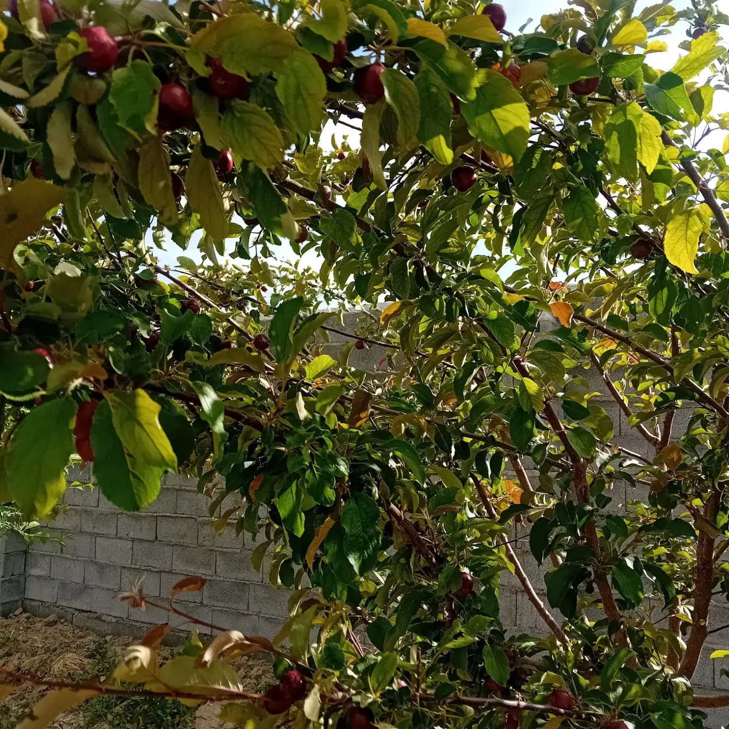 باغ رازان طرح هادی
