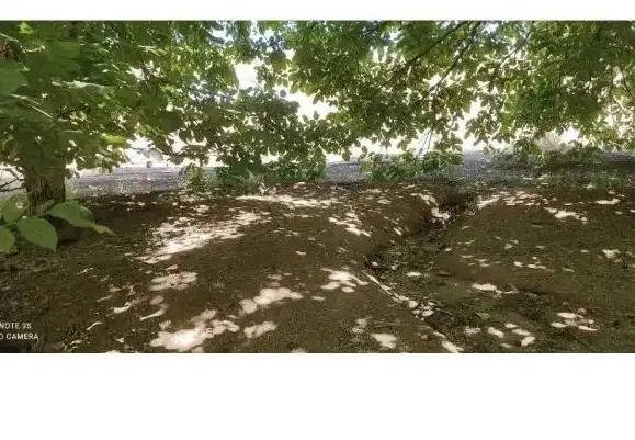 زمین کشاورزی فروشی