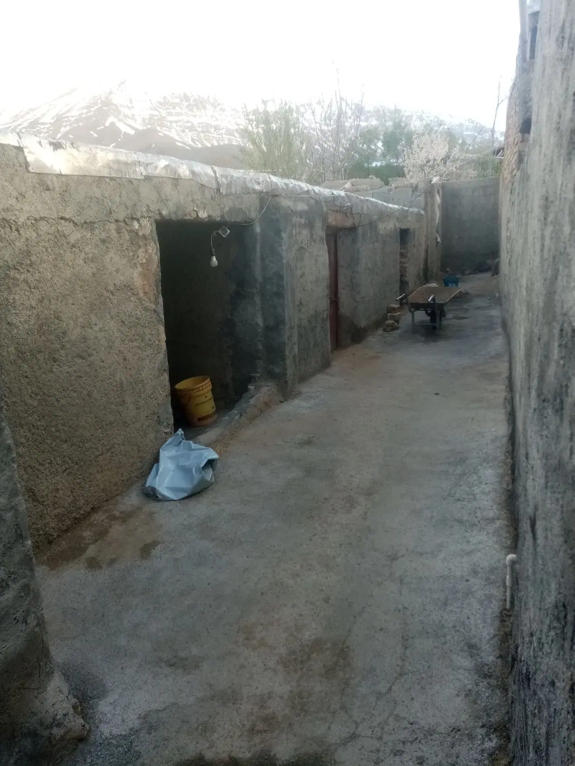 گاوداری 20 راس