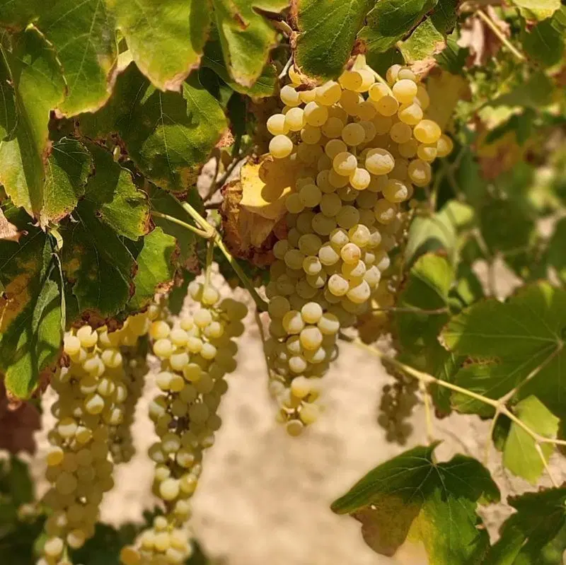 باغ انگورباسندرسمی تک برگ