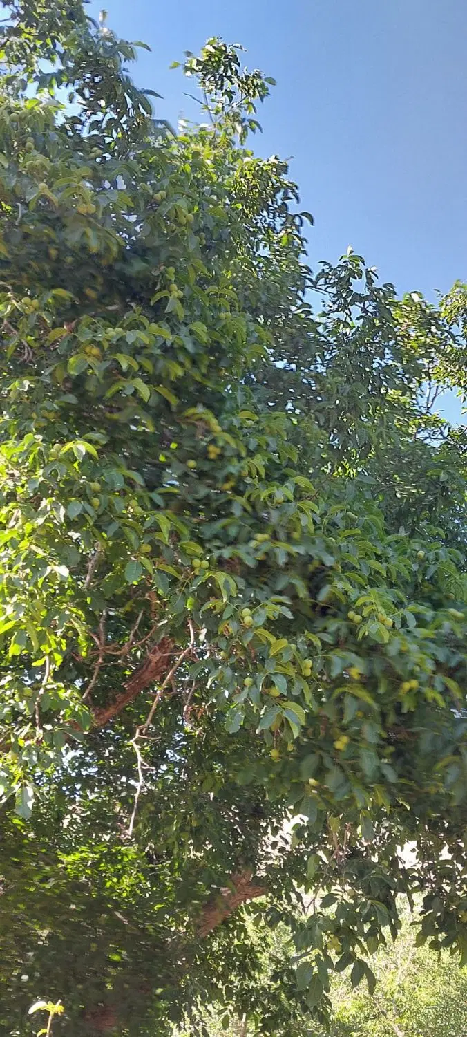 امامزاده کوه ۷۰۰ متری و ۲۰۰متری
