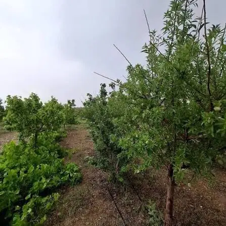 باغ ۲۰۰۰متری