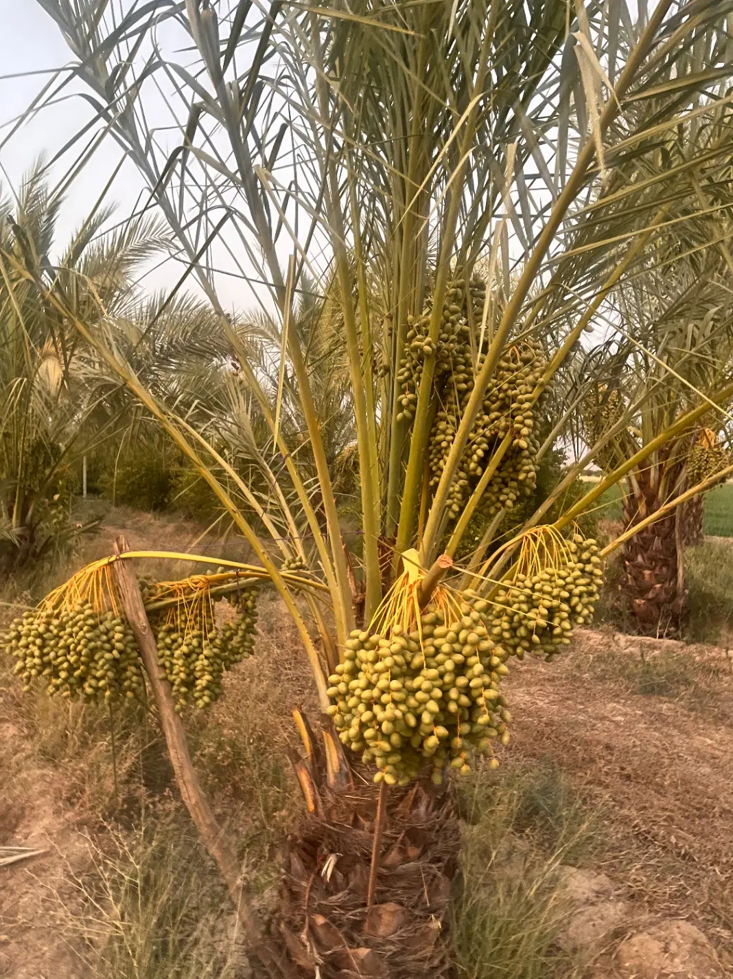 فروش ویلا باغ ثمری و اماده