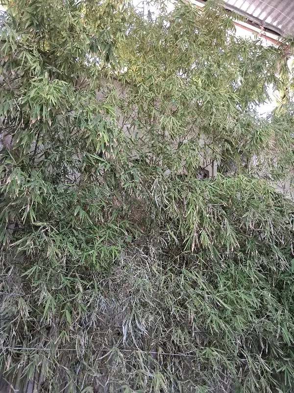 اجاره مغازه ۲۴ متری خ شیرمرد جنوبی