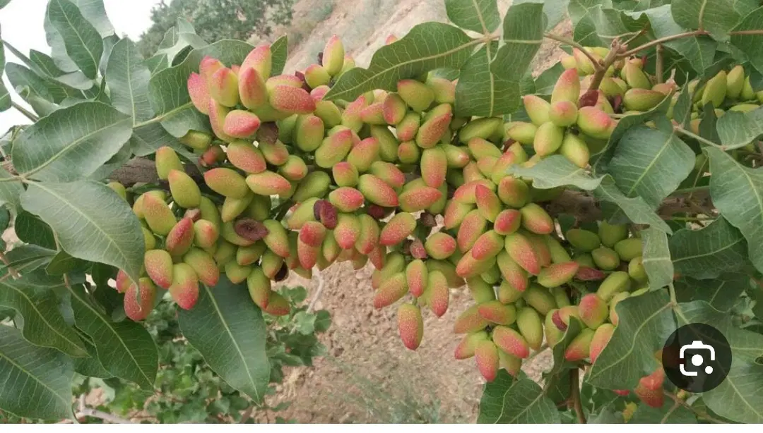 زمین کشاورزی مجداباد