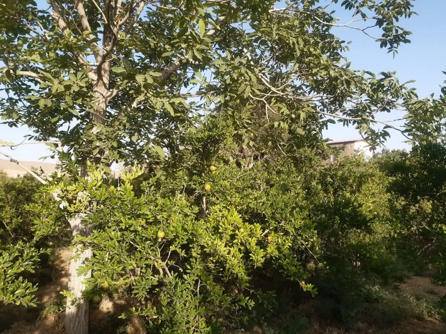 باغ میوه(انار،بادام)