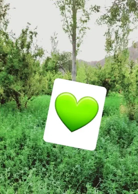 باغ انار در آدوری