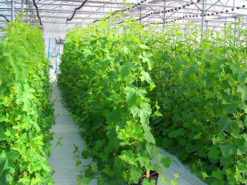 اجاره گلخانه روستای چمن