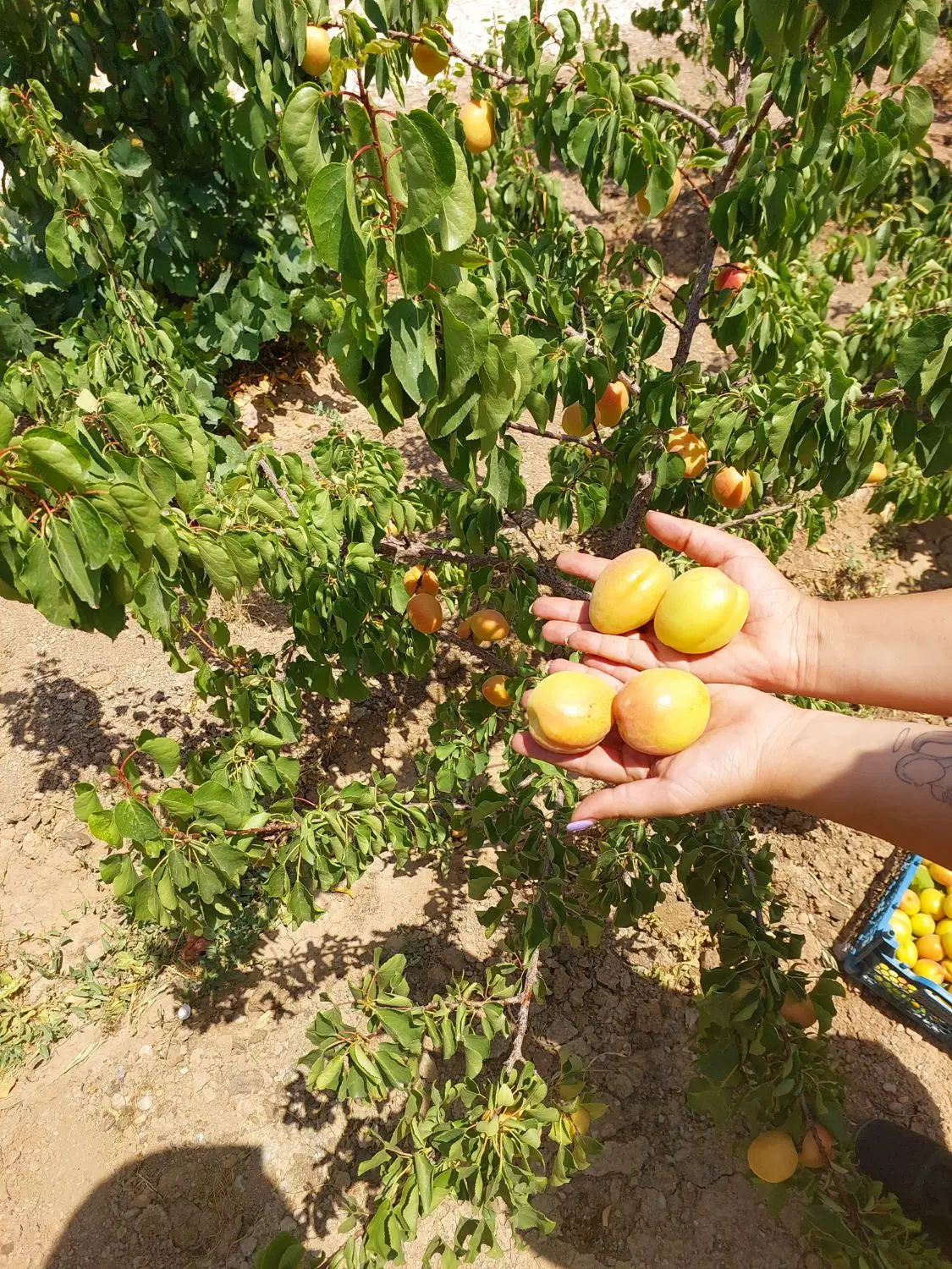 باغ ۱۰۹۰ متری قلعه سفید