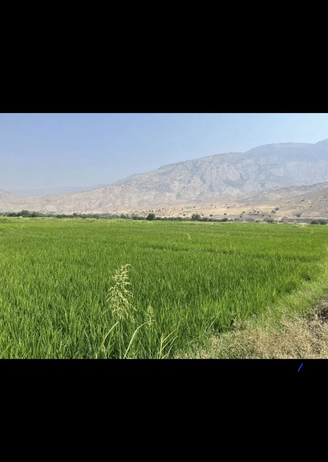 زمین کشاورزی
