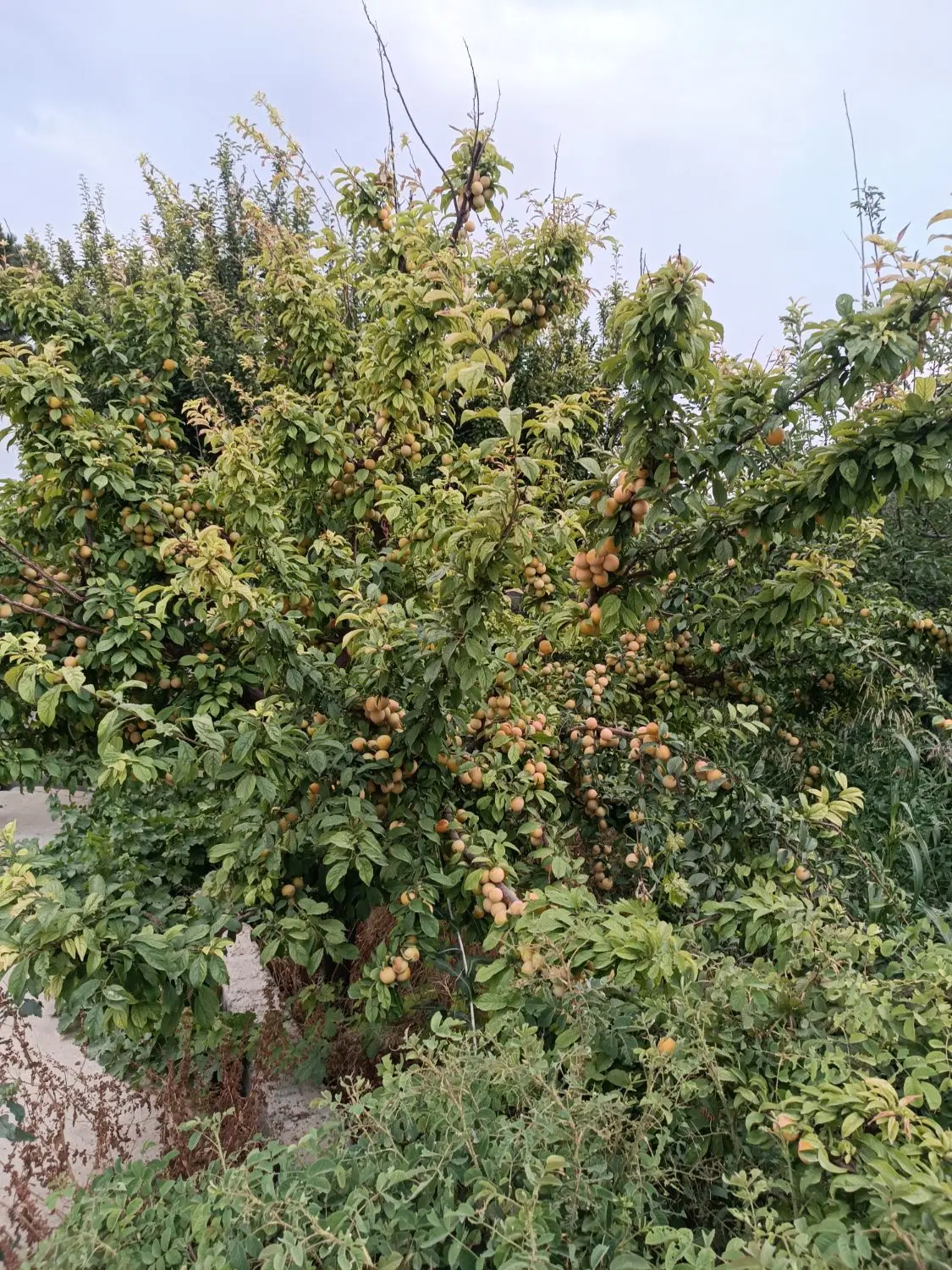 باغچه باغ