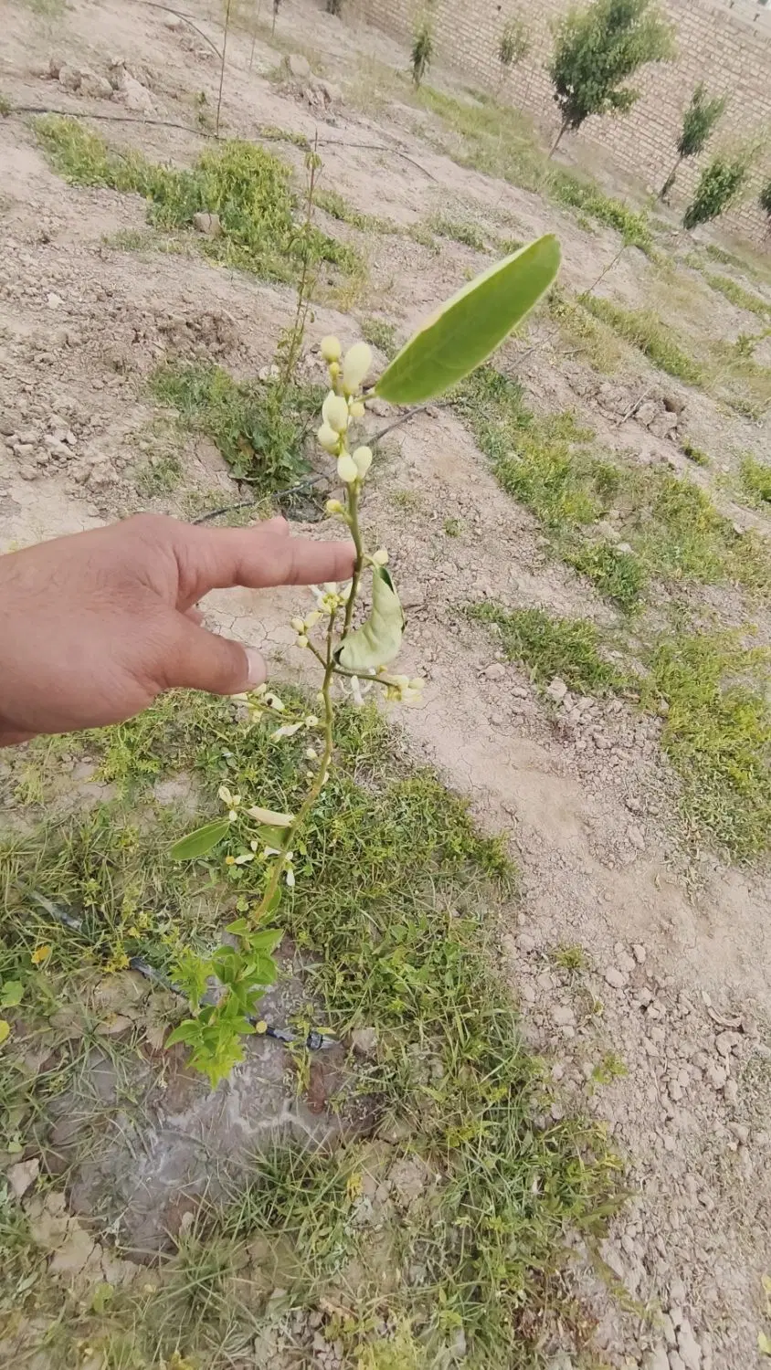 باغچه
