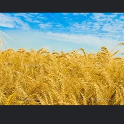 فروش زمین کشاورزی و آب قنات