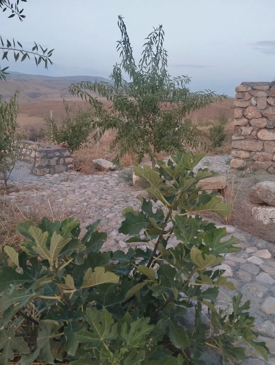 باغ جاده قدیم بدرانلو