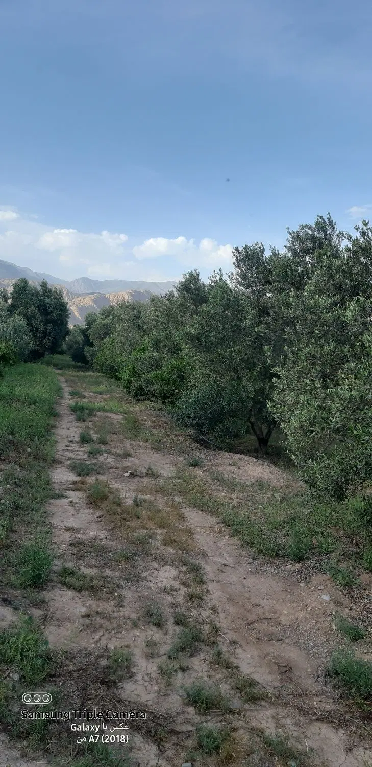 باغ زیتون در طارم